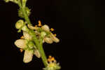 Incised agrimony